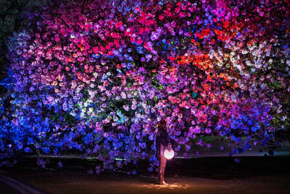 Naked Sakura Night Garden At Shinjuku Gyoen 2023 Projection Mapping